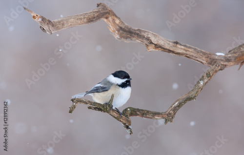 Black-capped Chickadee perched on branch in winter