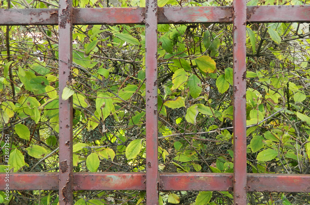 Fence and nature texture Fence and nature texture