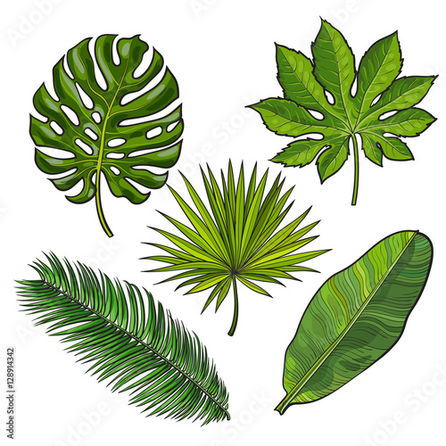 Set of tropical palm leaves, sketch style vector illustration isolated on whi...