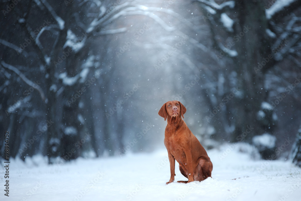 active dog runs Vizsla playing outdoors active dog runs Vizsla playing outdoors