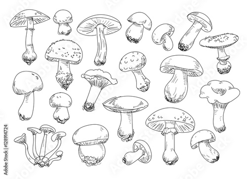 Freehand drawing mushrooms items