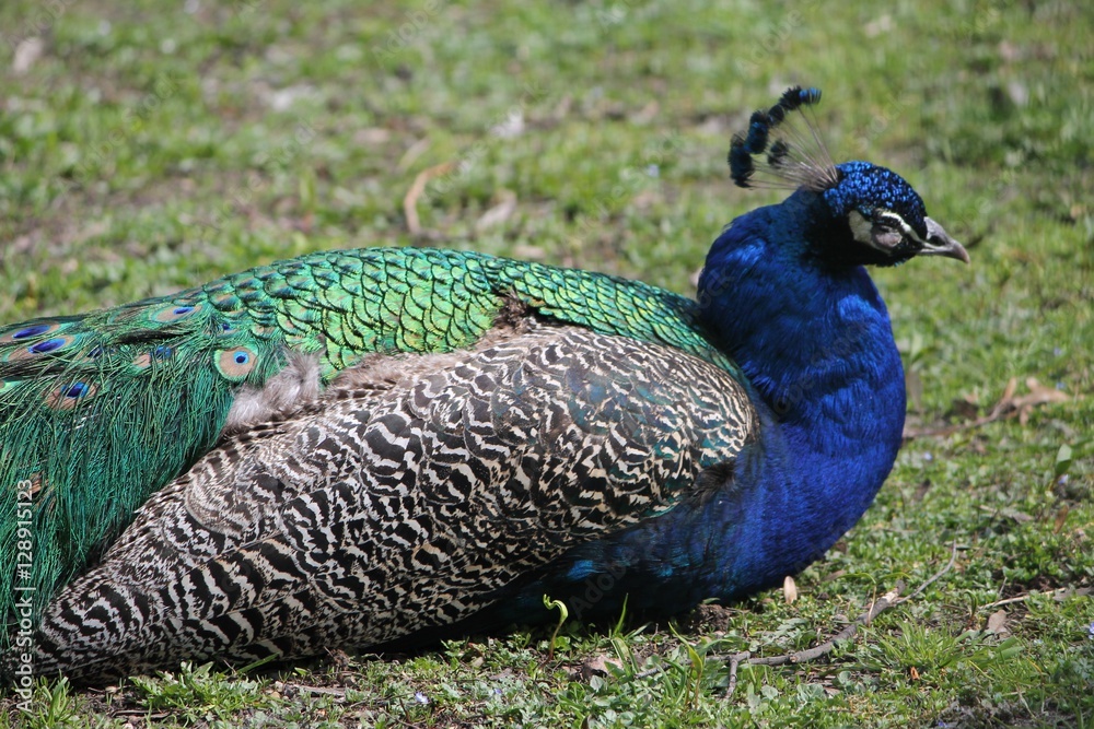 Fototapeta premium Peacock feather