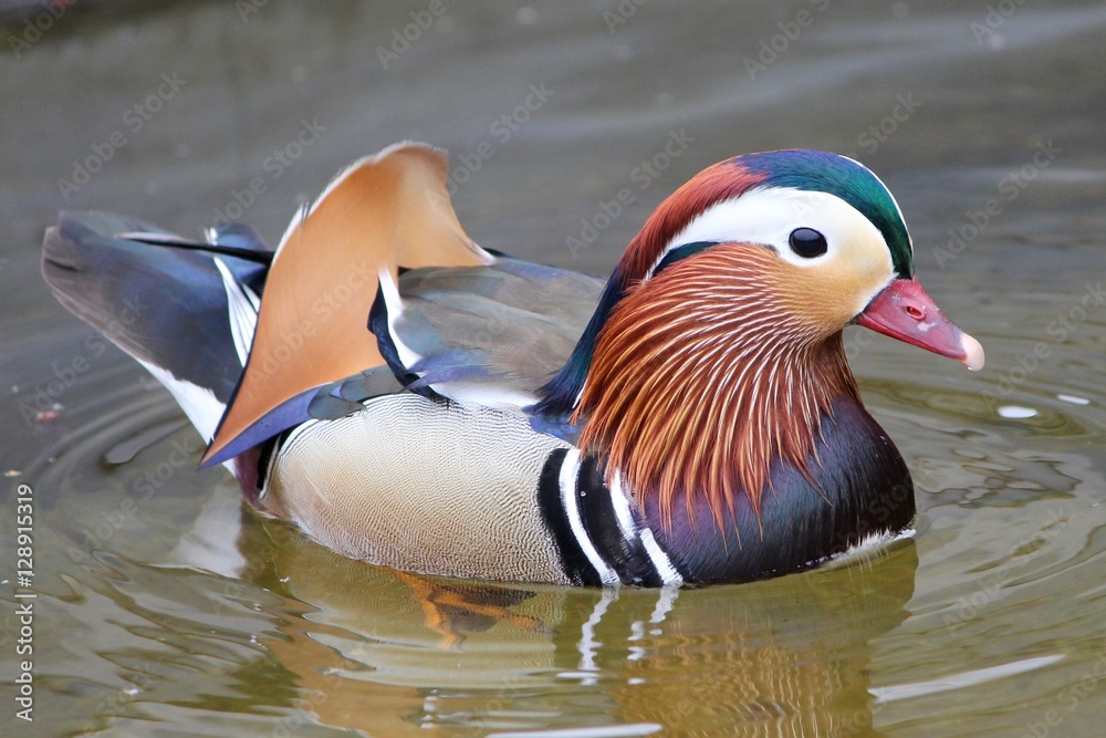 Mandarin duck Mandarin duck