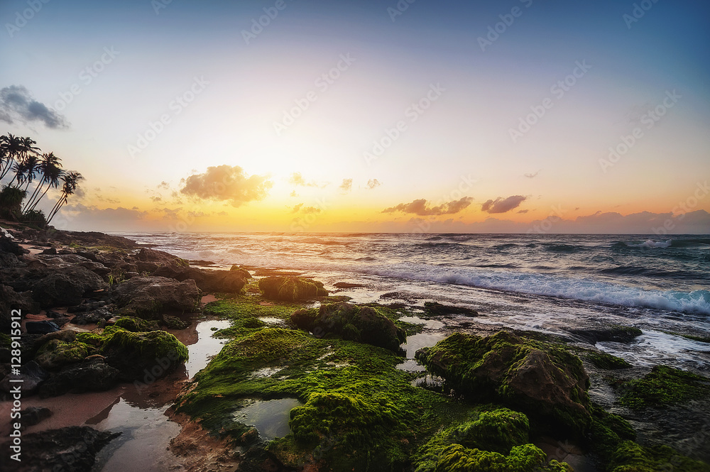 Fototapeta ocean beach on sunset with row palms on horizon