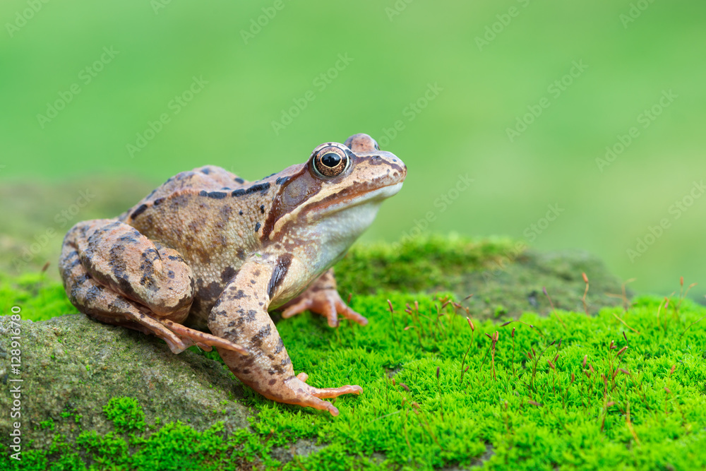 Fototapeta premium Grass frog