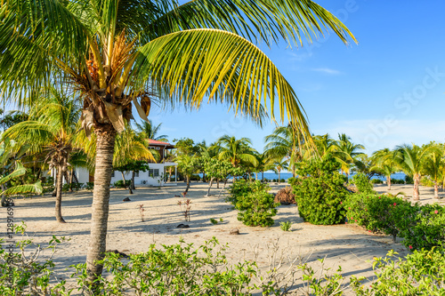 Fototapeta Naklejka Na Ścianę i Meble -  Coconut palms on Caribbean beach in Central America