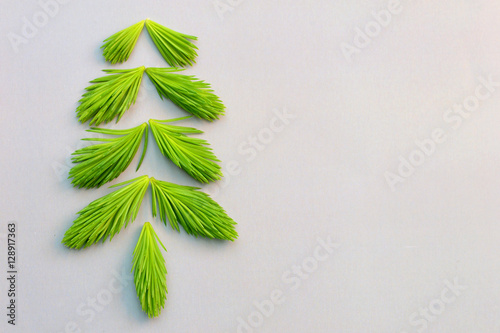 spruce sprout tree closeup
