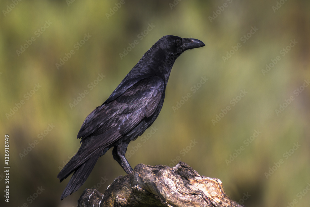 Fototapeta premium Raven, Corvus corax