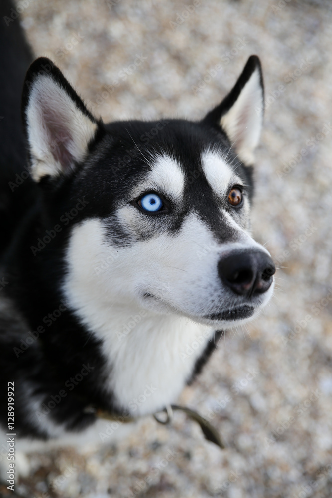 Portrait of husky dog with different eyes. Black and White Dog, Blue and brown eyes