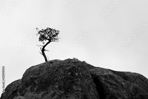 Lone Tree