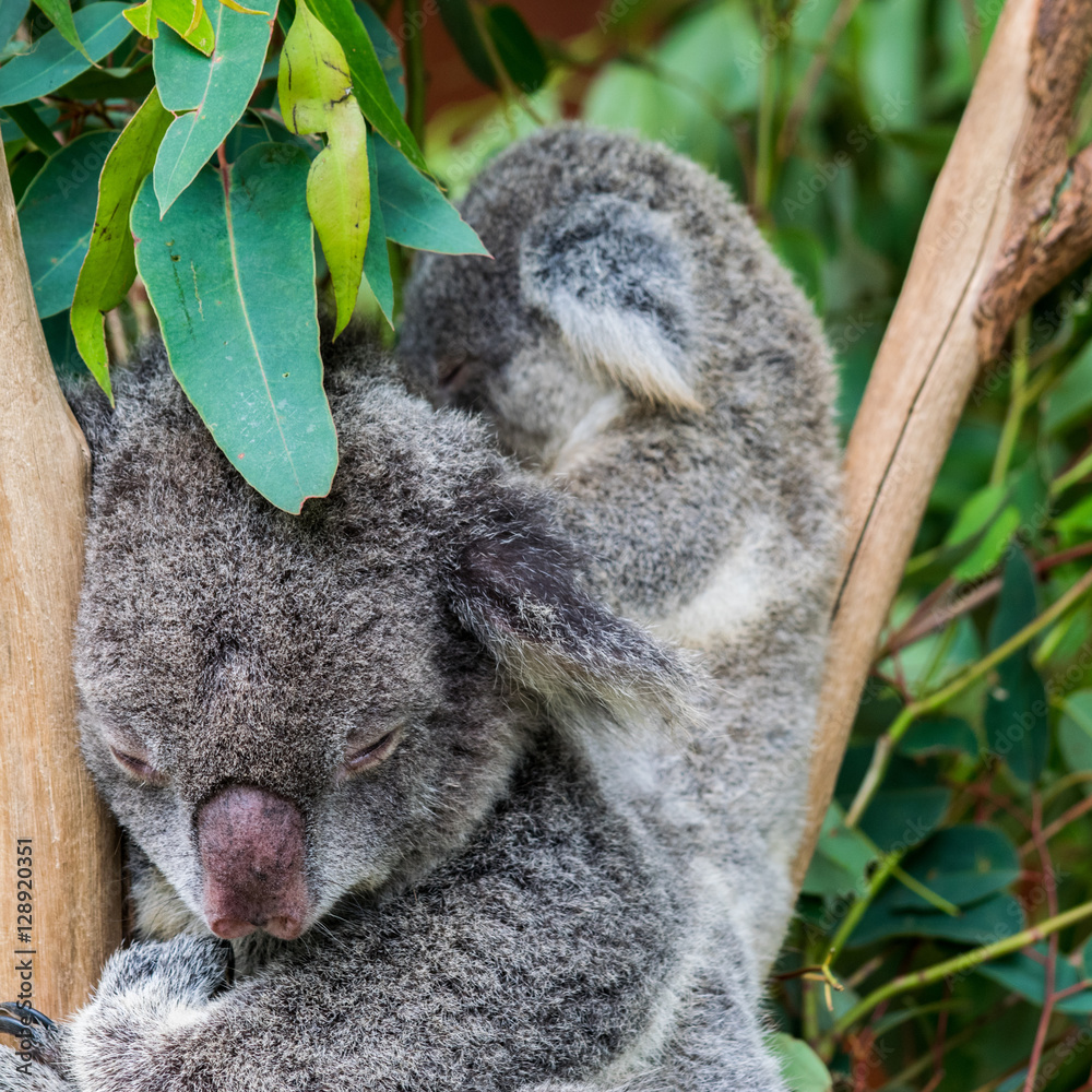 Obraz premium Koala Pair 2