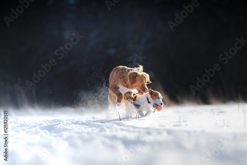 Fototapeta Naklejka Na Ścianę i Meble -  Retriever dog and Jack Russell terrier playing in the snow