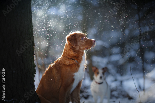 Portrait of a dog in winter outdoors in the snow