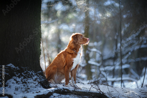 Fototapeta Naklejka Na Ścianę i Meble -  Portrait of a dog in winter outdoors in the snow