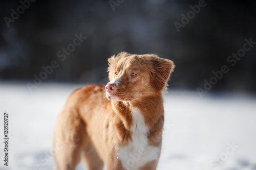 Portrait of a dog in winter outdoors in the snow