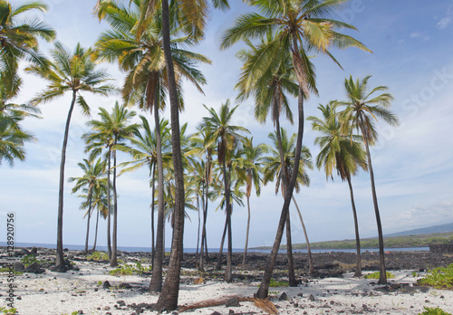 Coconut palm trees photo