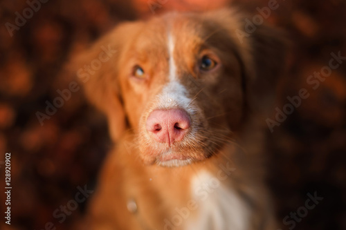 Portrait red dog on the nature, pink nose,