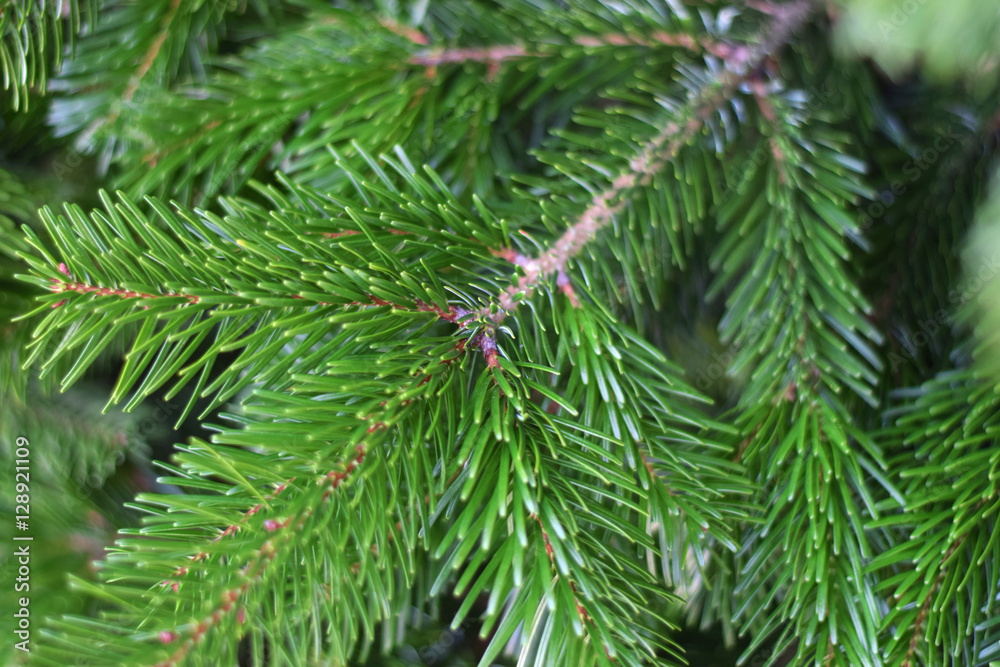 Fir tree branch a few days before Christmas Fir tree branch a few days before Christmas