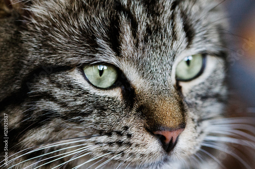 Tabby Cat