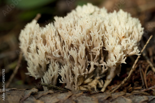 Clavulina coralloides