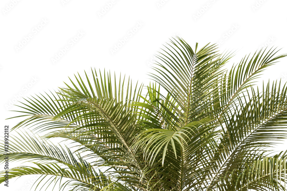 green leaf of palm,palm in garden or pak,palm is tall,palm make oxygen green leaf of palm,palm in garden or pak,palm is tall,palm make oxygen