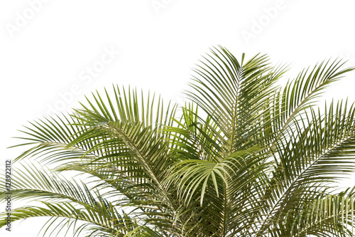 green leaf of palm palm in garden or pak palm is tall palm make oxygen