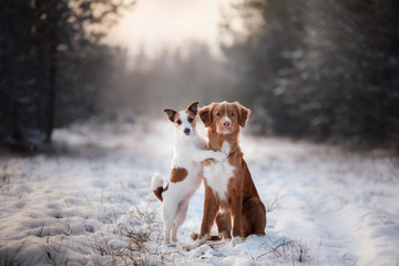 two dogs winter mood, friendship and love