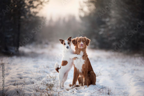 Fototapeta Naklejka Na Ścianę i Meble -  two dogs winter mood, friendship and love