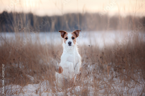 active dog Jack Russell terrier outdoors in winter