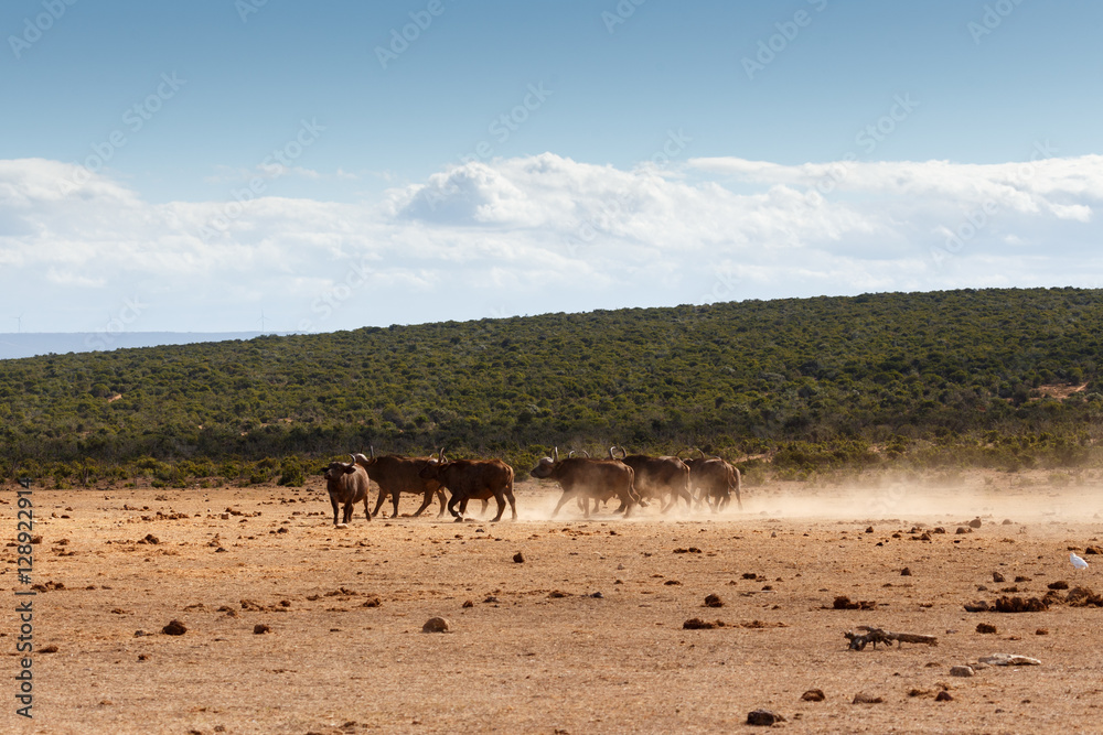 African Buffaloes scrubbing in the sand African Buffaloes scrubbing in the sand