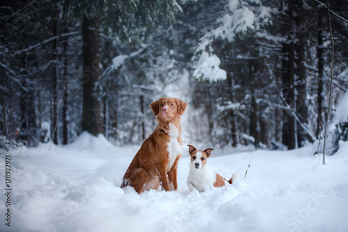 Fototapeta Naklejka Na Ścianę i Meble -  two dogs in nature from Christmas trees, friendship and love