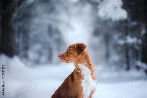 Fototapeta Naklejka Na Ścianę i Meble -  dog outdoors in Christmas trees, winter mood