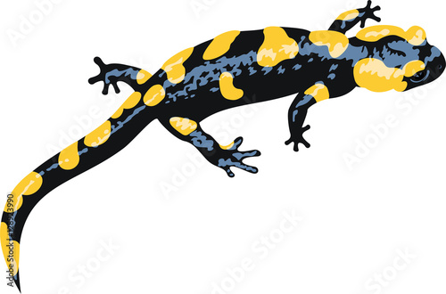 vector Europaean fire salamander (Salamandra salamandra)
