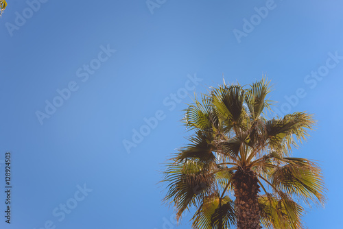Beautiful palm trees on the sunny sky background