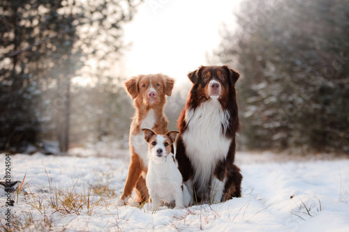 three dogs sitting together outdoors in the snow