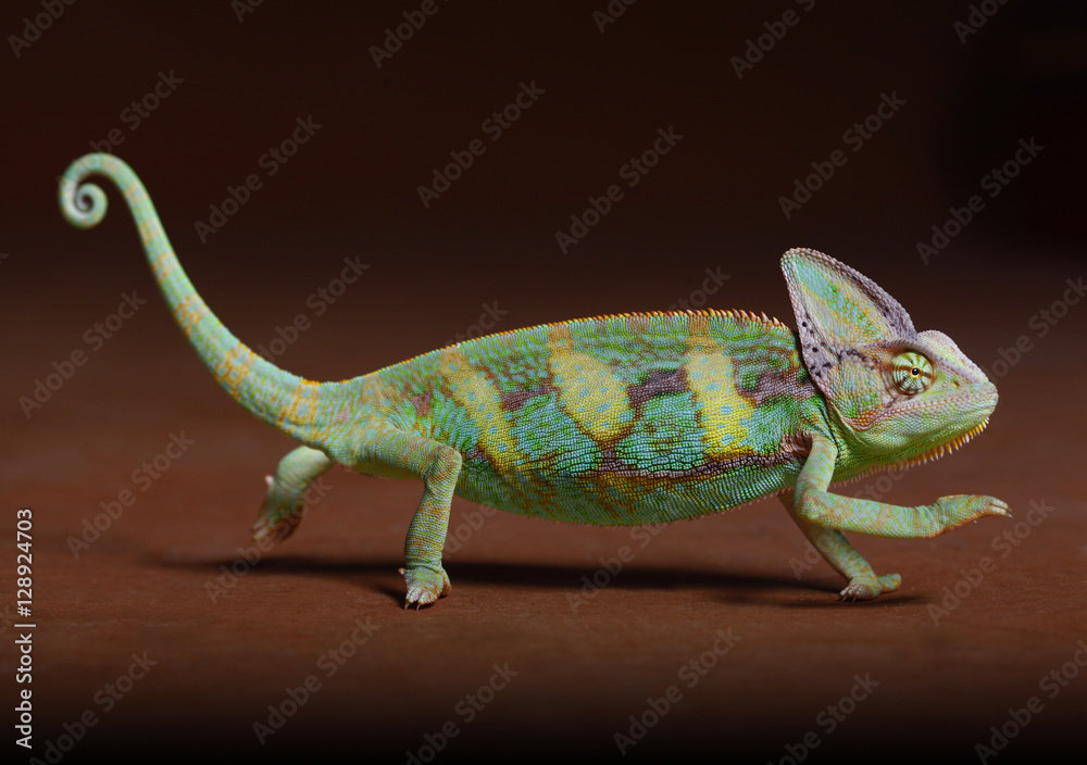 Fototapeta premium Chamaleon