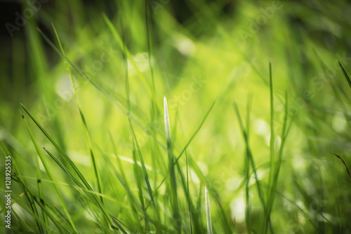 Natural abstract soft green summer eco sunny background with grass and light spots