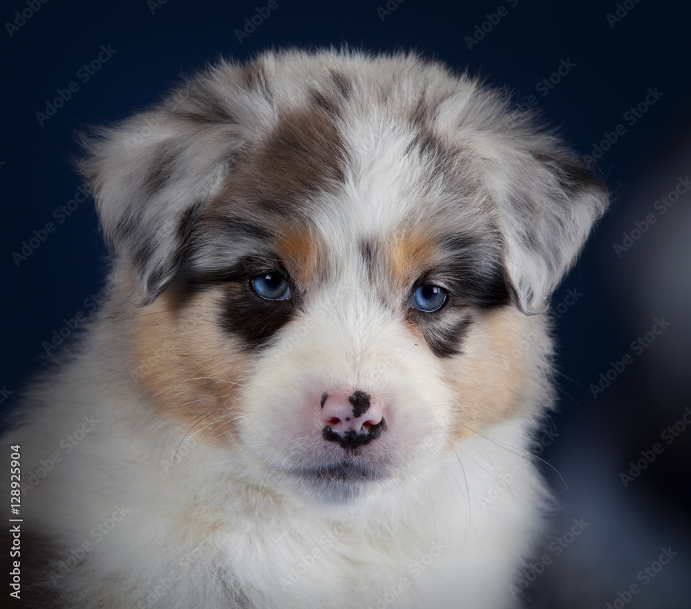 Australian sheepdog