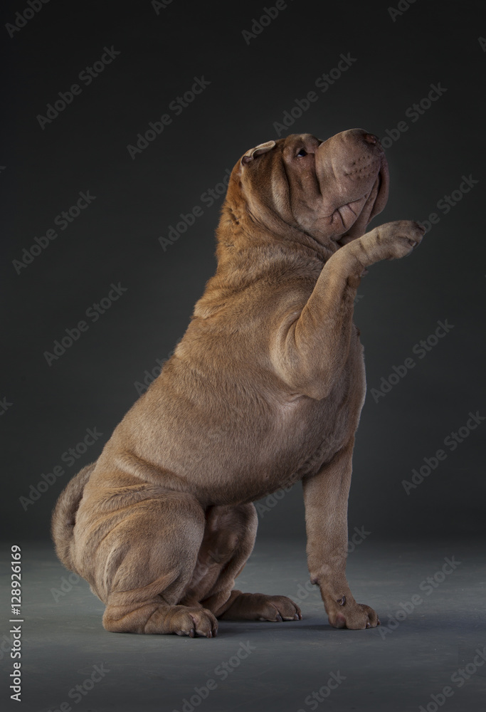 Obraz premium Sharpei