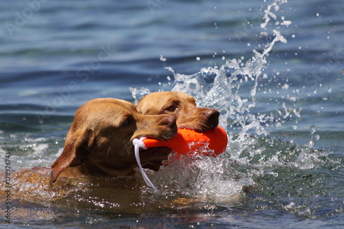 Fotografia, Obraz Two dogs retrieve together from the water
