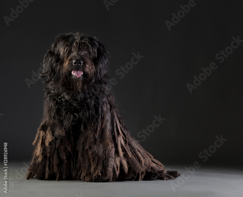 Bergamasco shipdog