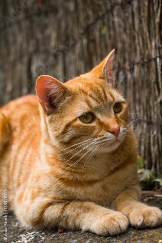 Orange Cat © Juliana