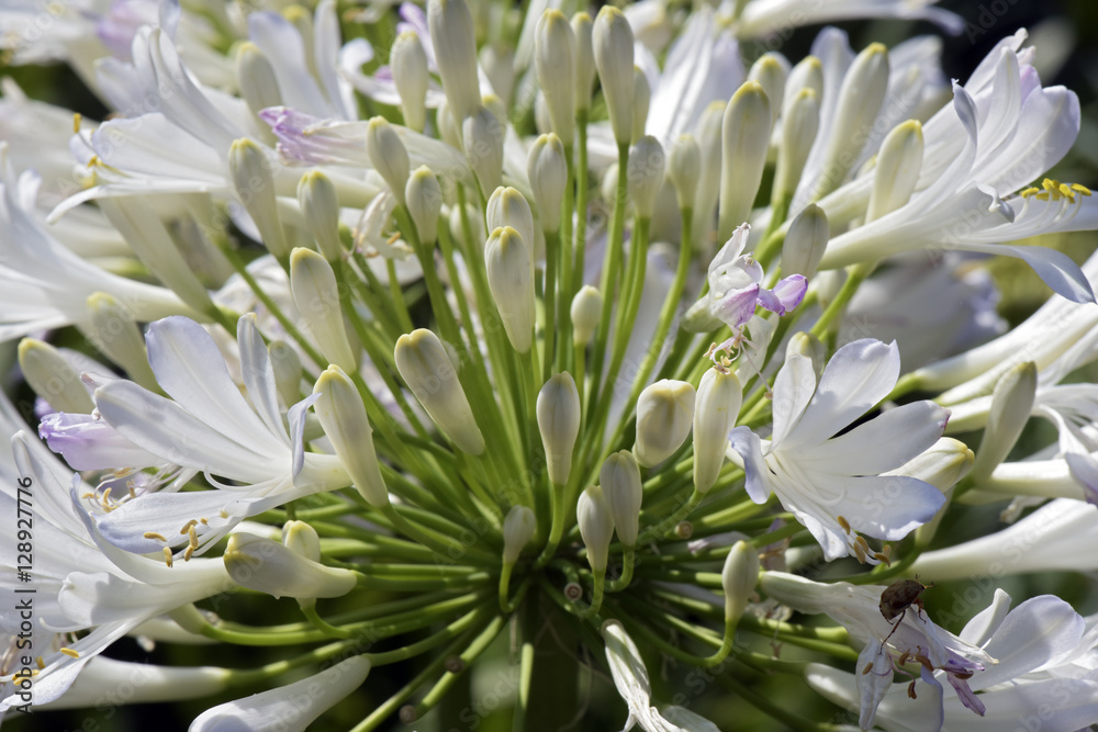 Obraz premium Garden of African lily under the spring sun