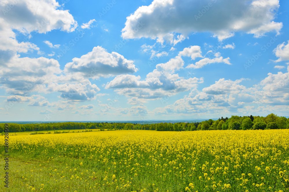 Field of rape in spring countryside Field of rape in spring countryside