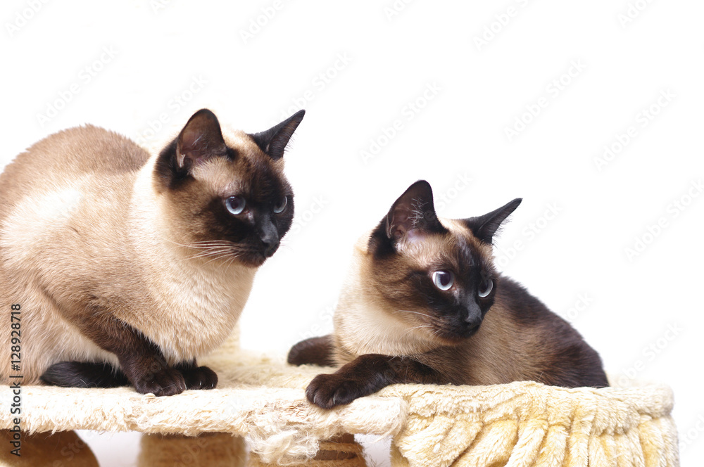 Fototapeta premium Schöne Siamkatze vor weißem Hintergrund