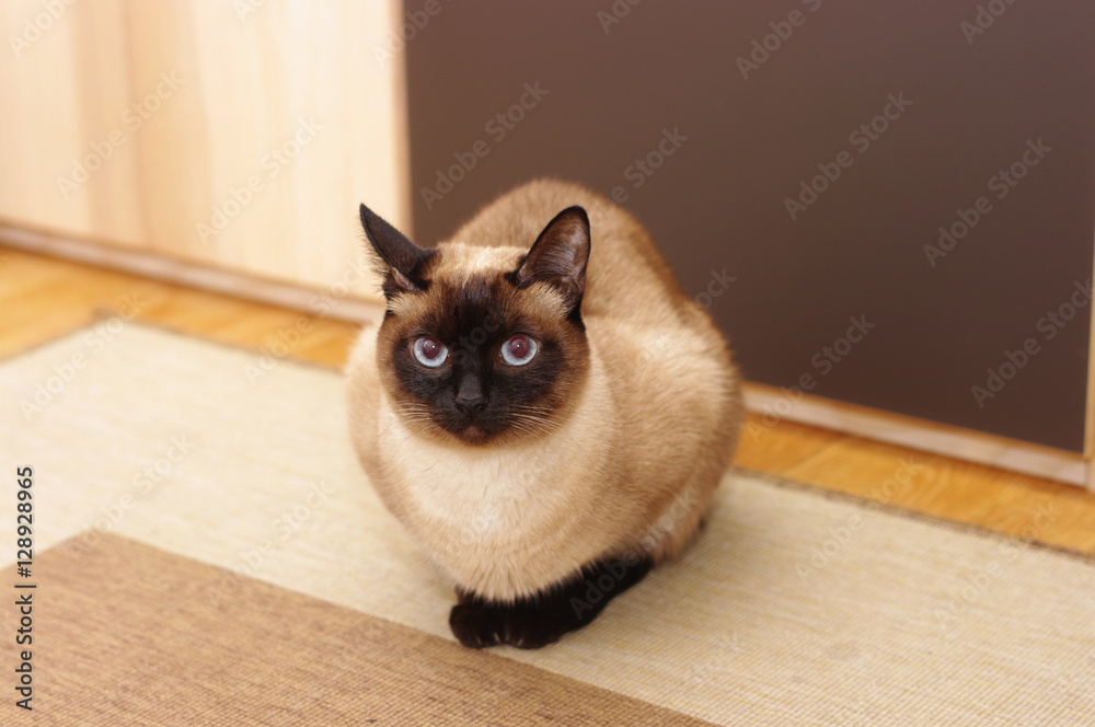 Fototapeta premium süße Katze als Haustier