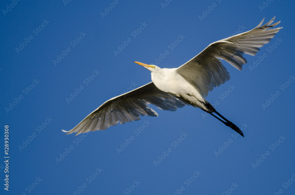 Fototapeta premium Great Egret Flying in Blue Sky