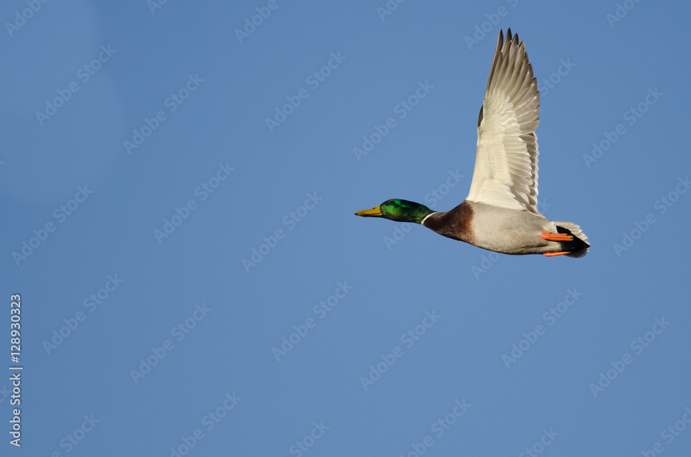 Fototapeta premium Mallard Duck Flying in a Blue Sky