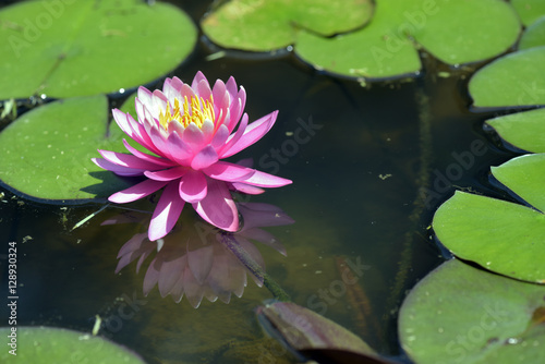 Pink waterlily in contrast to the dark of the lake