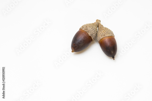 Live oak tree acorn nut seed macro close up on white background
 photo